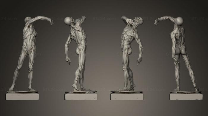 Anatomy of skeletons and skulls (Anatomical figure 22, ANTM_0002) 3D models for cnc