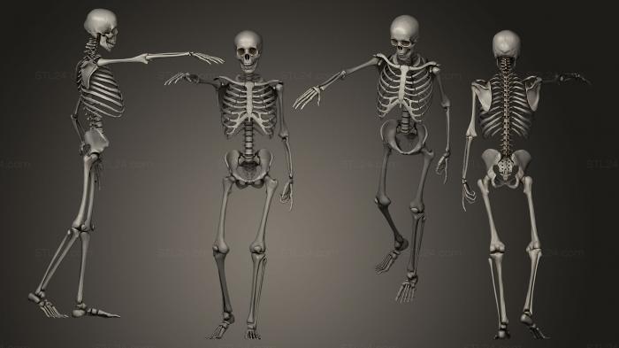 Anatomy of skeletons and skulls (Bony Landmarks of Skeleton of Houdons Lcorch, ANTM_0008) 3D models for cnc