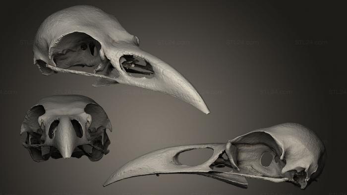 Anatomy of skeletons and skulls (Crow Skull Digitization, ANTM_0010) 3D models for cnc