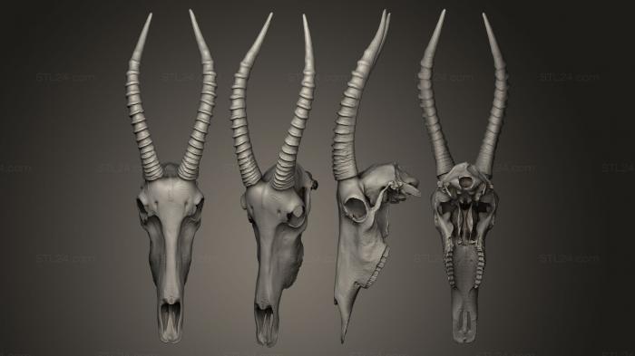 Anatomy of skeletons and skulls (Damaliscus Korrigum, ANTM_0011) 3D models for cnc
