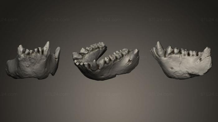 Anatomy of skeletons and skulls (Dryopithecus fontani, ANTM_0014) 3D models for cnc