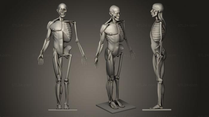 Анатомия скелеты и черепа (Демо-версия Ecorche Весна 2021, ANTM_0015) 3D модель для ЧПУ станка