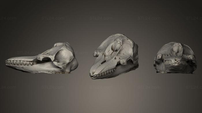 Анатомия скелеты и черепа (череп косатки, ANTM_0016) 3D модель для ЧПУ станка