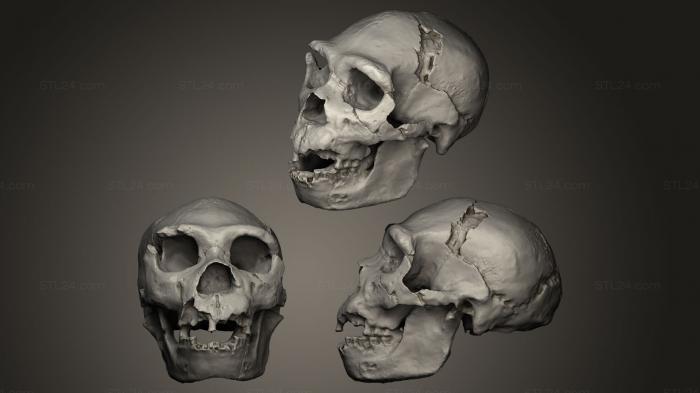 Anatomy of skeletons and skulls (Homo Heidelbergensis, ANTM_0022) 3D models for cnc