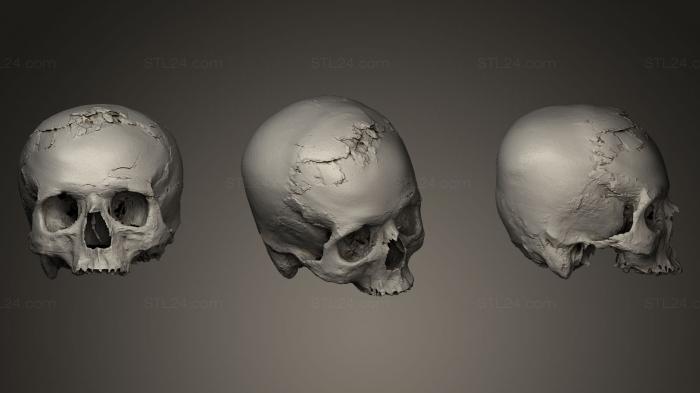 Anatomy of skeletons and skulls (Jericho Skull reconstruction, ANTM_0027) 3D models for cnc