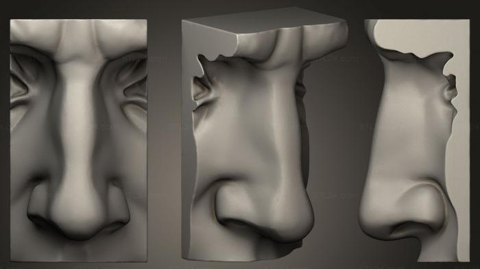 Anatomy of skeletons and skulls (Michelangelos david nose, ANTM_0034) 3D models for cnc