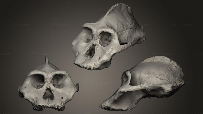 Анатомия скелеты и черепа (Paranthropus Aethiopicus череп, ANTM_0035) 3D модель для ЧПУ станка
