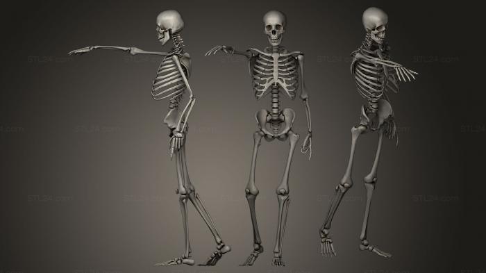 Анатомия скелеты и черепа (Скелет Гудона, ANTM_0040) 3D модель для ЧПУ станка