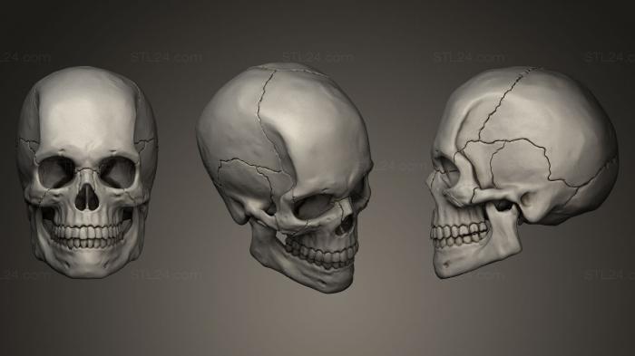 Skull For Reference