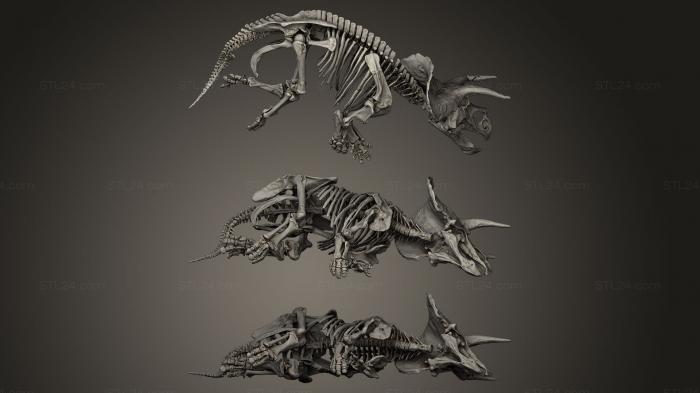 Анатомия скелеты и черепа (Трицератопс Ужасный Болотный, ANTM_0057) 3D модель для ЧПУ станка
