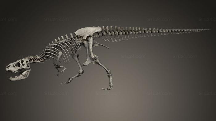 Anatomy of skeletons and skulls (Tyrannosaurus Rex Trix, ANTM_0058) 3D models for cnc