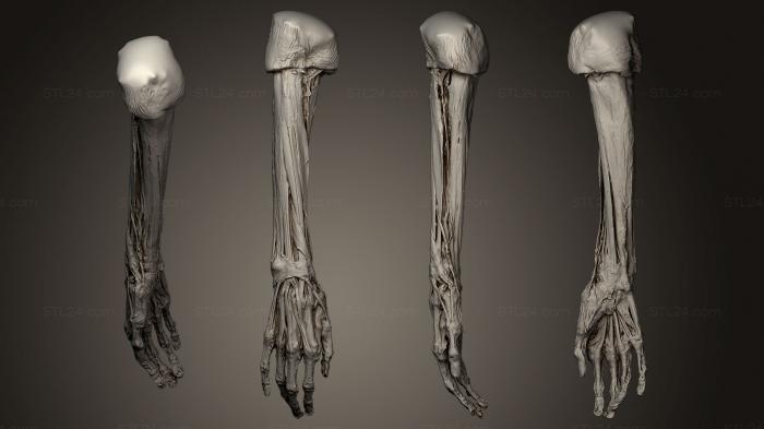 Анатомия скелеты и черепа (Рука без кожи, ANTM_0064) 3D модель для ЧПУ станка