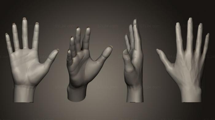 Anatomy of skeletons and skulls (Female Hand Sculpt 1, ANTM_0081) 3D models for cnc