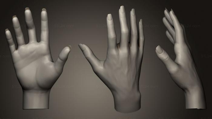 Anatomy of skeletons and skulls (Female Hand Sculpt 5, ANTM_0085) 3D models for cnc