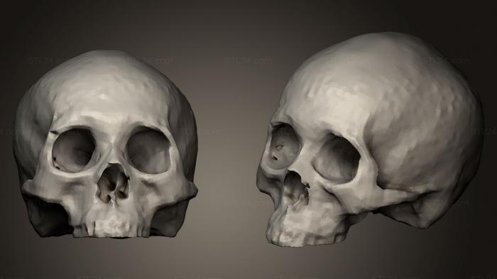 Anatomy of skeletons and skulls (Human Skull Forensics specimen, ANTM_0142) 3D models for cnc