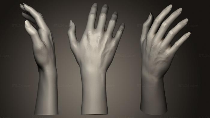 Anatomy of skeletons and skulls (Humanoid Female Hand 7, ANTM_0144) 3D models for cnc