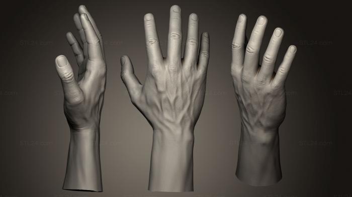 Анатомия скелеты и черепа (Гуманоидная Мужская Рука 8, ANTM_0151) 3D модель для ЧПУ станка