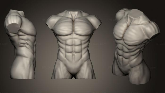 Анатомия скелеты и черепа (Мужское тело Торс STL для 3D печати, ANTM_0155) 3D модель для ЧПУ станка
