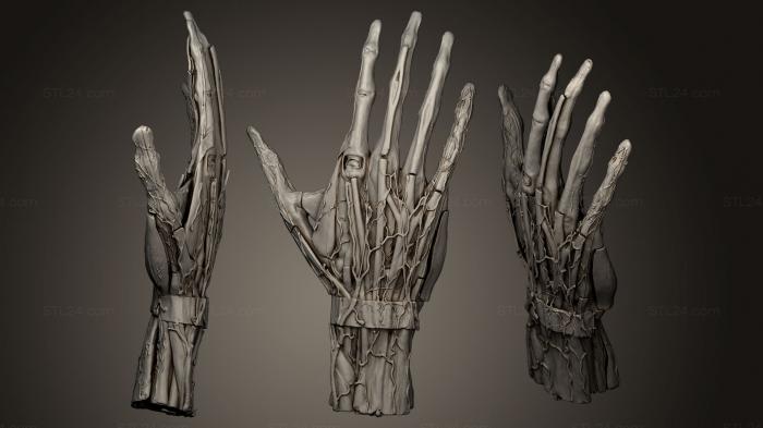 Anatomy of skeletons and skulls (Modelo anatmico de mano derecha humana, ANTM_0168) 3D models for cnc