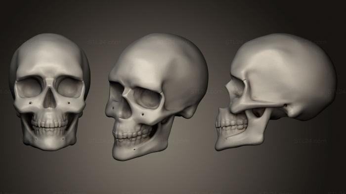 Skull Study Sculpt Decimated