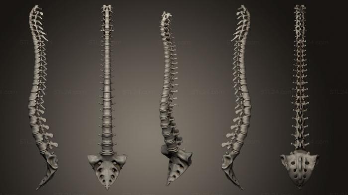 Анатомия скелеты и черепа (ПОЗВОНОЧНИК и Крестец, ANTM_0186) 3D модель для ЧПУ станка