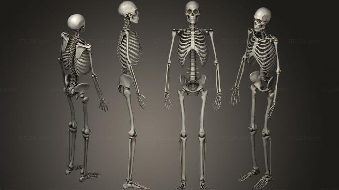 Анатомия скелеты и черепа (Анатомическая скульптура мужского скелета, ANTM_0203) 3D модель для ЧПУ станка