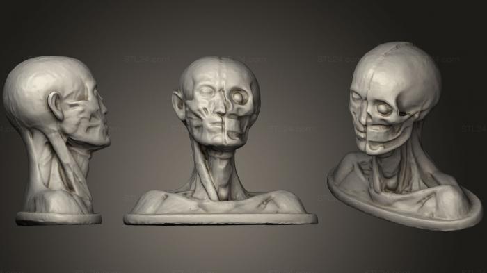 Анатомия скелеты и черепа (Анатомия головы человека, ANTM_0204) 3D модель для ЧПУ станка