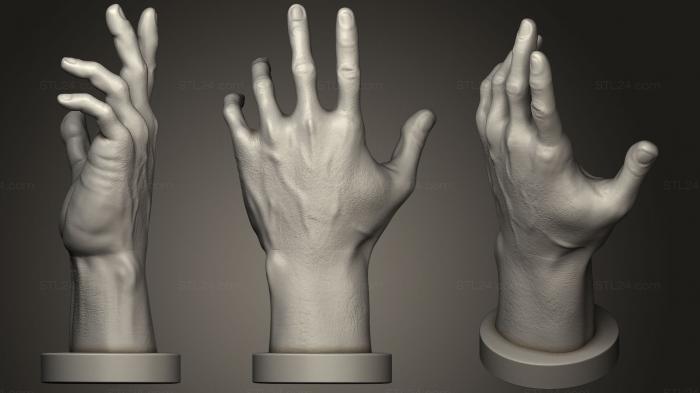 Анатомия скелеты и черепа (АНАТОМИЧЕСКИЙ СПРАВОЧНИК, ANTM_0207) 3D модель для ЧПУ станка