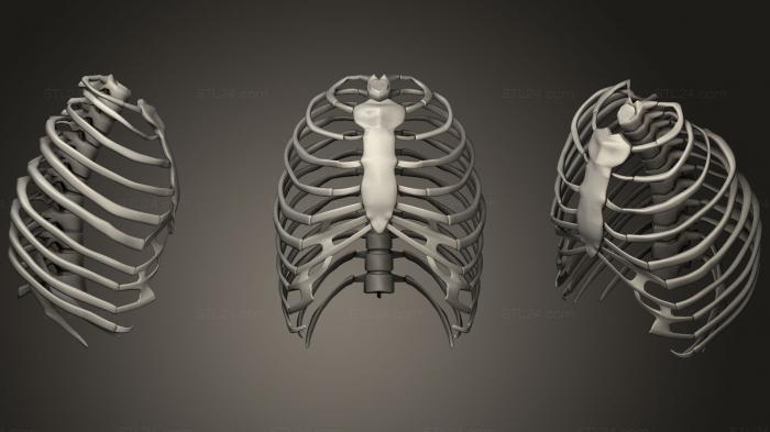 Анатомия скелеты и черепа (Анатомия грудной клетки человека, ANTM_0212) 3D модель для ЧПУ станка
