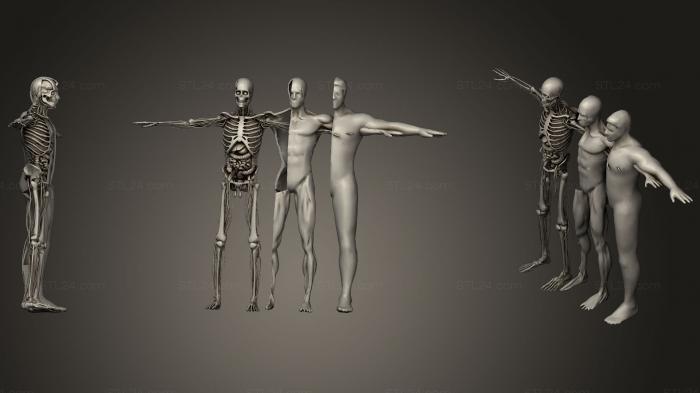 Анатомия скелеты и черепа (Запуск анимационных анатомических систем вскрытия, ANTM_0247) 3D модель для ЧПУ станка