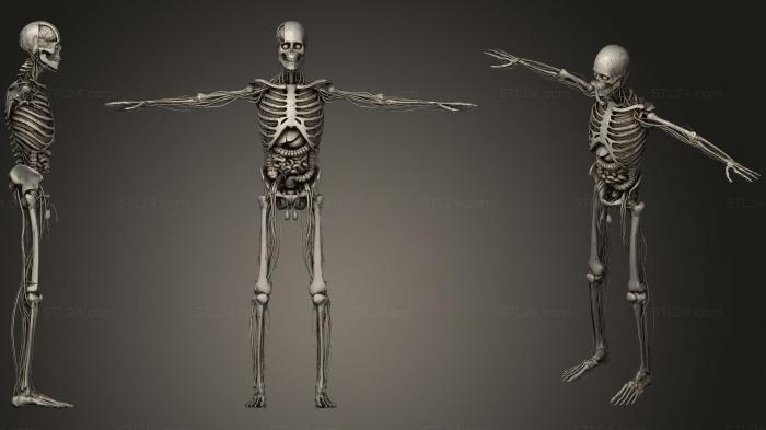 Анатомия скелеты и черепа (Анимация запуска систем анатомии скелета, ANTM_0248) 3D модель для ЧПУ станка