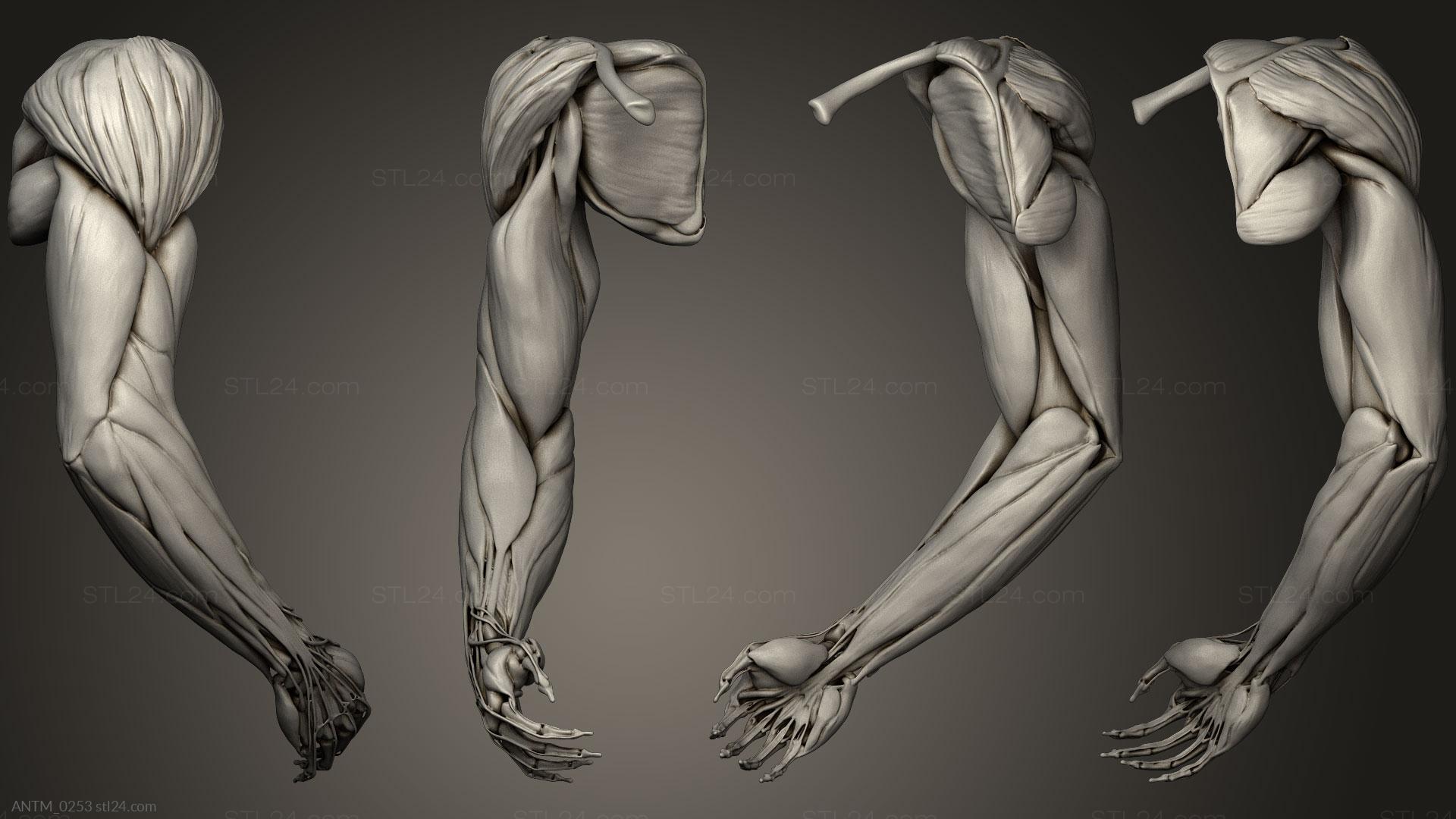 Anatomy of skeletons and skulls - Arm Musculature, ANTM_0253. 3D stl