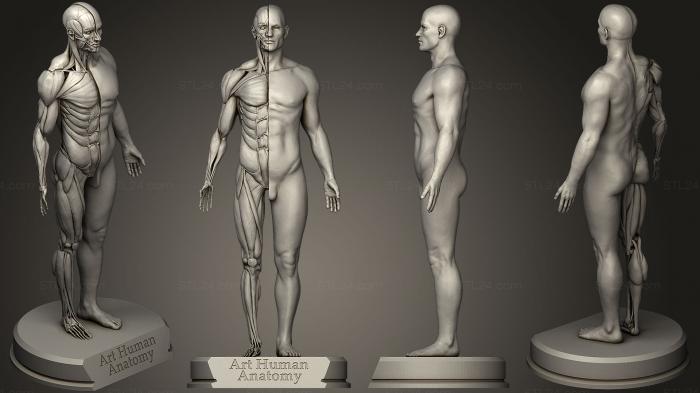 Анатомия скелеты и черепа (Художественная Анатомия человека мужчина, ANTM_0255) 3D модель для ЧПУ станка