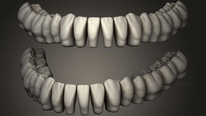 Анатомия скелеты и черепа (Стоматологическая библиотека Azure с Наперстковыми коронками 3, ANTM_0260) 3D модель для ЧПУ станка