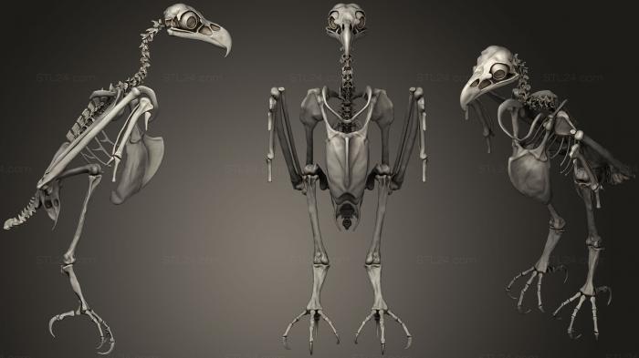 Anatomy of skeletons and skulls (Bald Eagle Skeleton3, ANTM_0262) 3D models for cnc