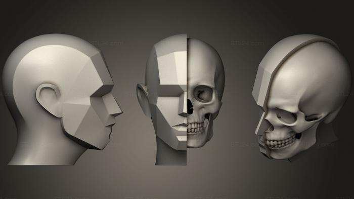 Anatomy of skeletons and skulls (Base Head Planes With Skull, ANTM_0264) 3D models for cnc