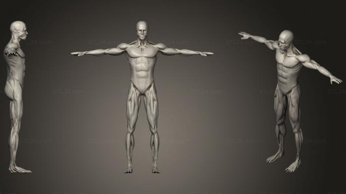 Анатомия скелеты и черепа (Велосипедная Анимация Анатомия Мужской Мышцы, ANTM_0272) 3D модель для ЧПУ станка