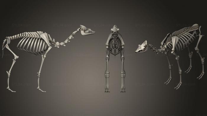 Anatomy of skeletons and skulls (Camel Skeleton Dromedary, ANTM_0334) 3D models for cnc