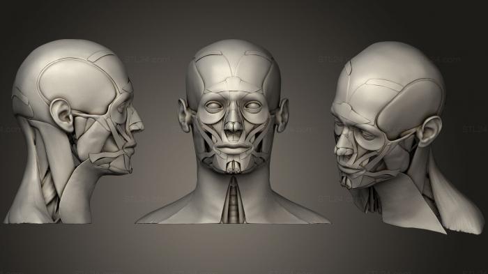 Анатомия скелеты и черепа (Цветная головная мышца cha, ANTM_0352) 3D модель для ЧПУ станка
