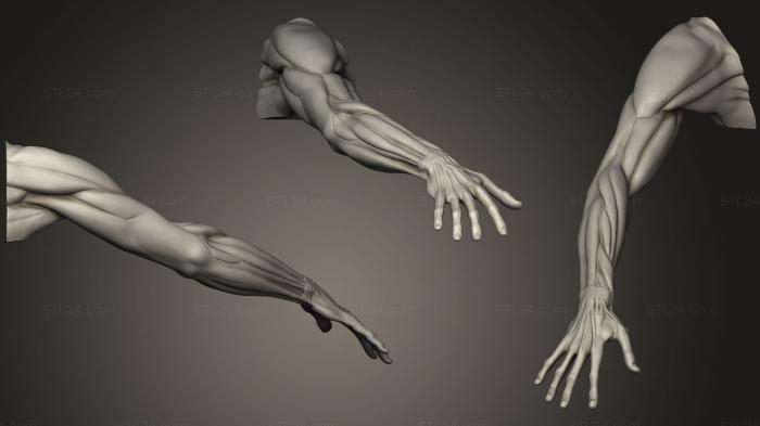 Анатомия скелеты и черепа (Корч Бразо Деречо Гудон, ANTM_0353) 3D модель для ЧПУ станка