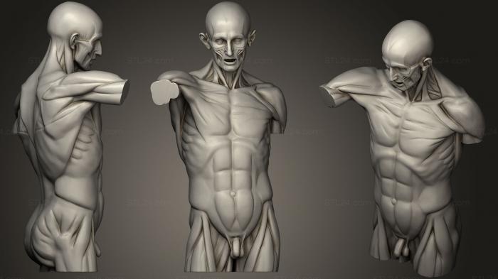 Анатомия скелеты и черепа (Корч Торс Гудон 2, ANTM_0357) 3D модель для ЧПУ станка