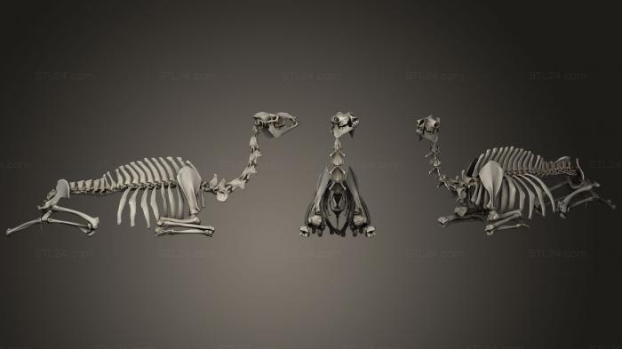 Анатомия скелеты и черепа (Пара скелетов верблюдов, ANTM_0360) 3D модель для ЧПУ станка