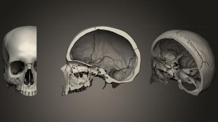 Анатомия скелеты и черепа (Нижний вид основания черепа, ANTM_0368) 3D модель для ЧПУ станка