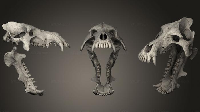 Anatomy of skeletons and skulls (Daeodon Shoshonensis Skull, ANTM_0372) 3D models for cnc