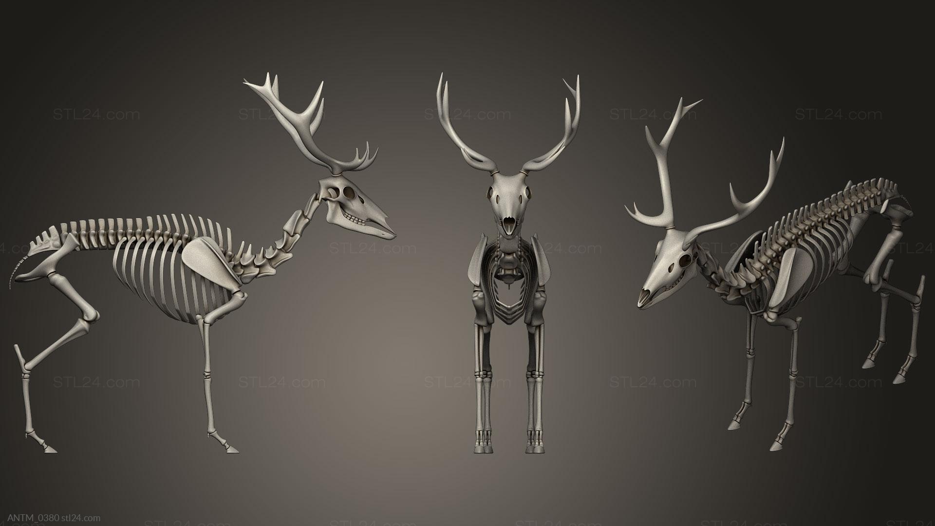 Anatomy of skeletons and skulls - Deer Skeleton, ANTM_0380. 3D stl