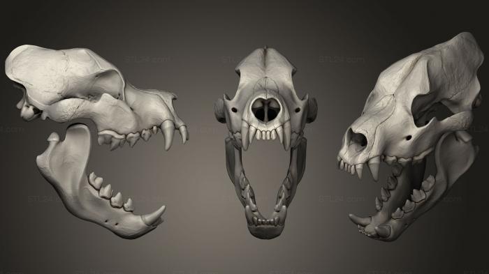 Dinocrocuta Gigantea Skull