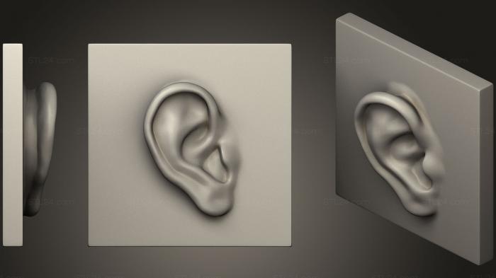 Anatomy of skeletons and skulls (Ear Reference for Artists, ANTM_0398) 3D models for cnc
