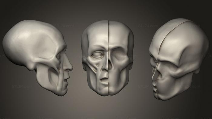 Anatomy of skeletons and skulls (ECORCH HEAD AND SKULL, ANTM_0400) 3D models for cnc