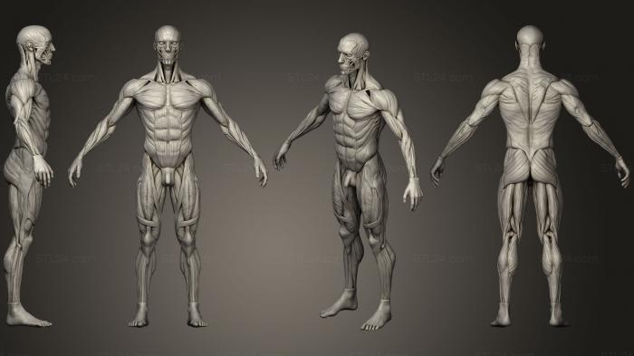 Anatomy of skeletons and skulls (Ecorche Anatomy Study, ANTM_0402) 3D models for cnc