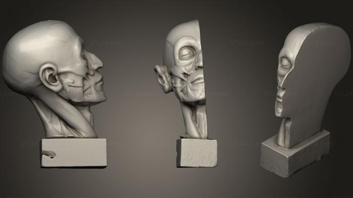 Anatomy of skeletons and skulls (Education of half face muscles, ANTM_0411) 3D models for cnc